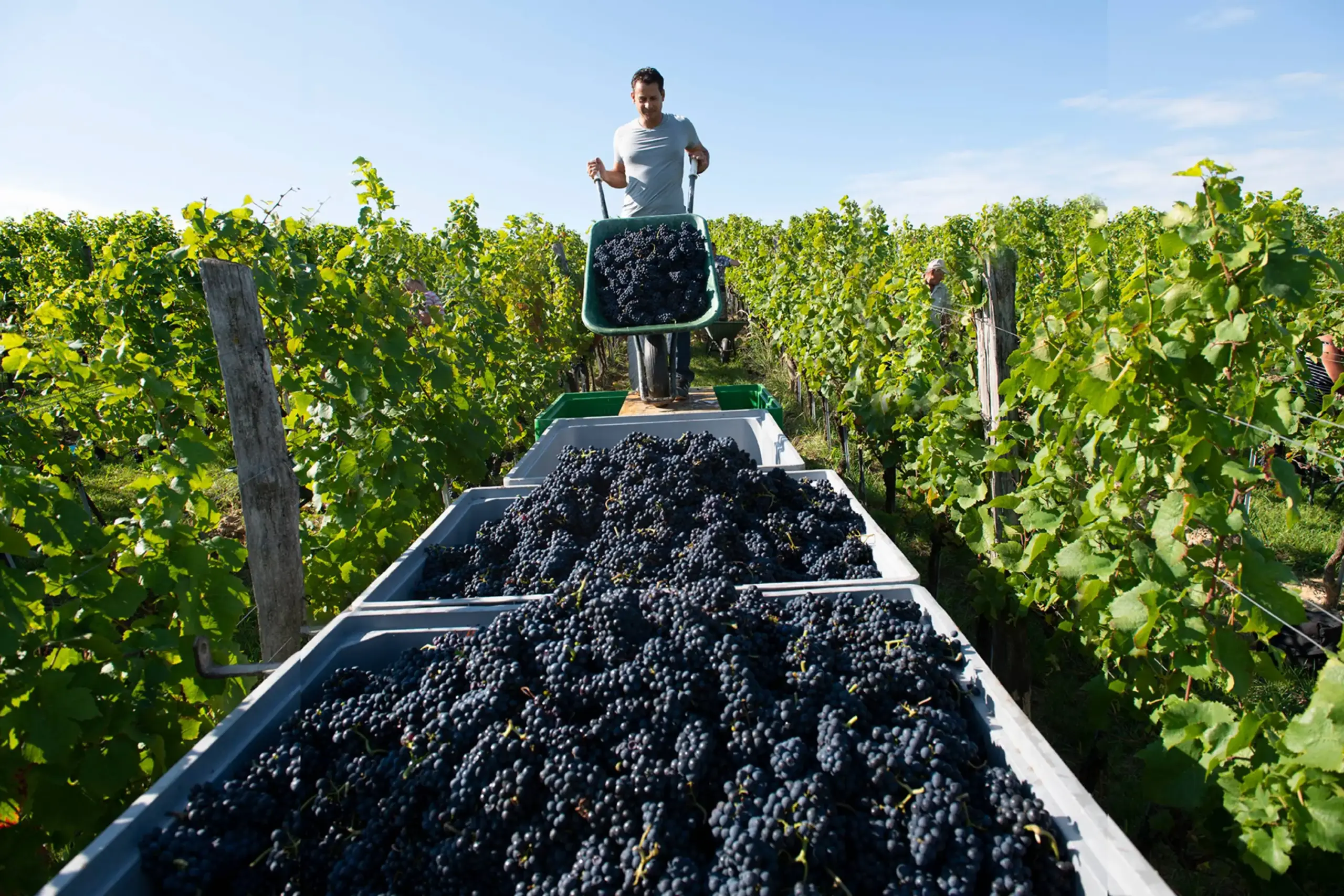 Weingut Philipp Grassl