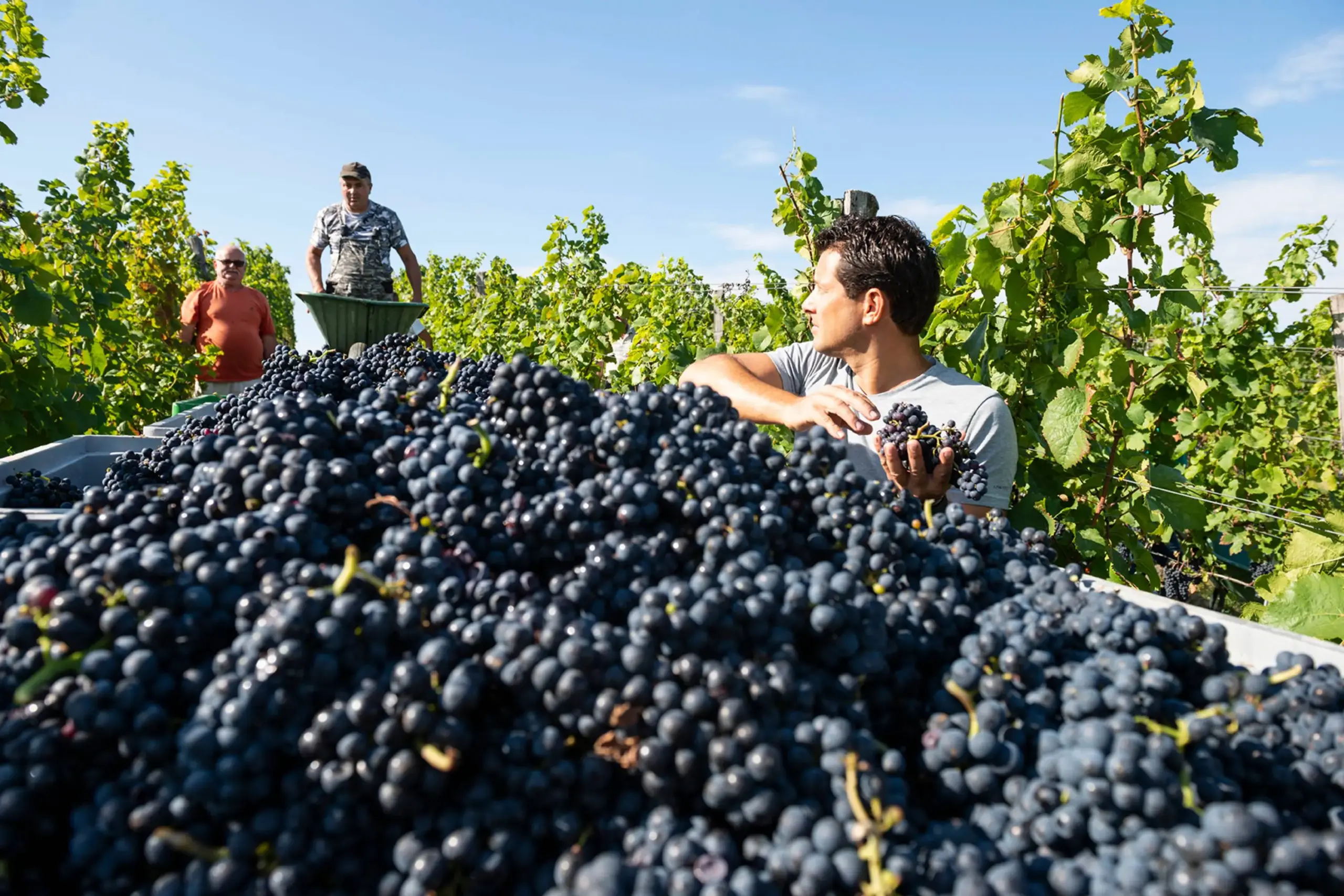 Weingut Philipp Grassl